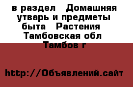  в раздел : Домашняя утварь и предметы быта » Растения . Тамбовская обл.,Тамбов г.